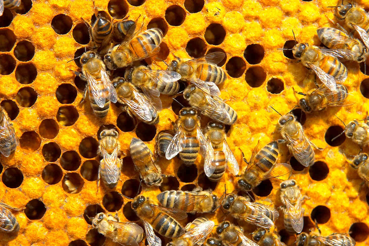 Honey products on display shelf