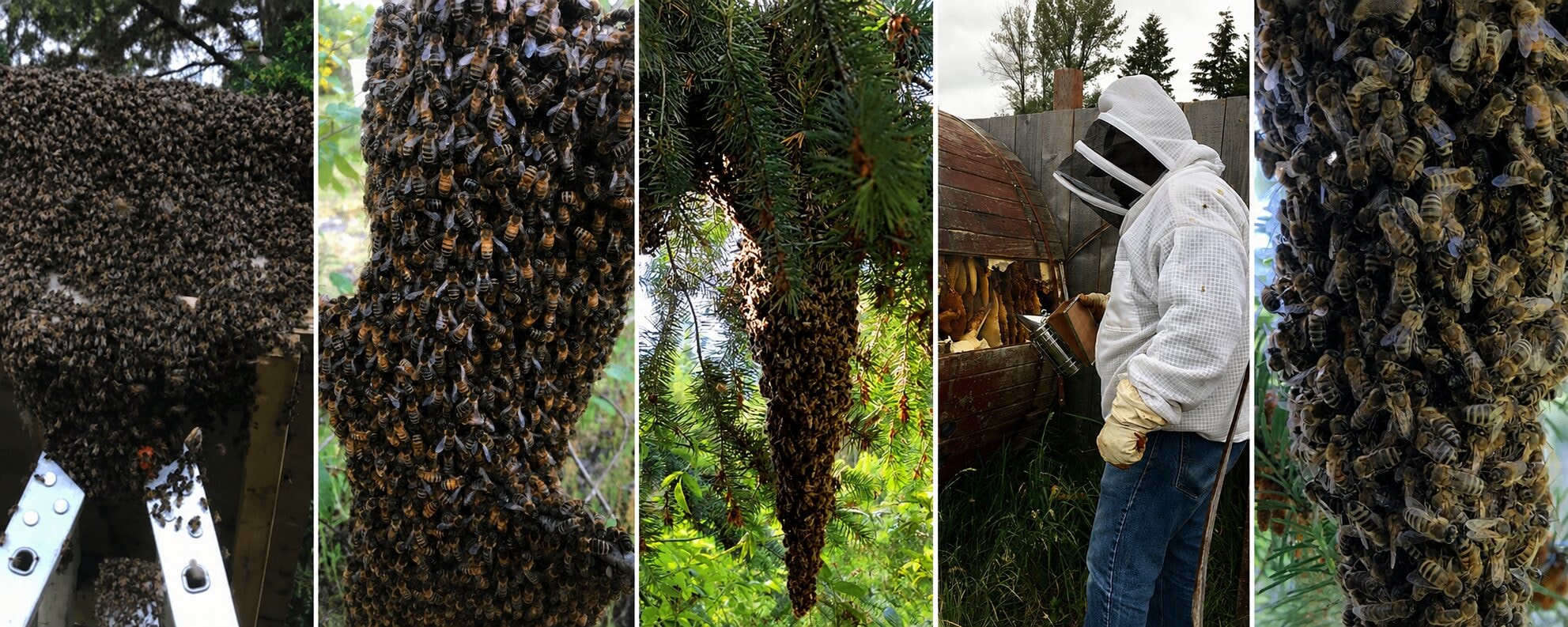 A collage of bee swarms in the Pacific Northwest