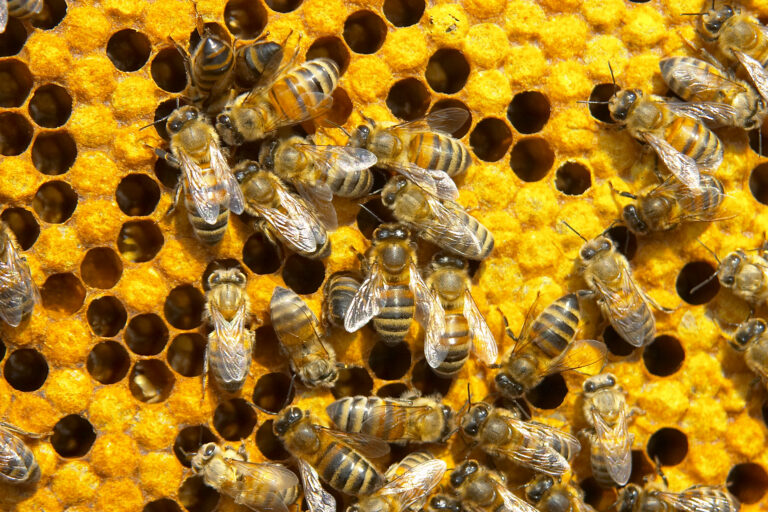 Washington State Beekeepers Association Apprentice Beekeepers Course