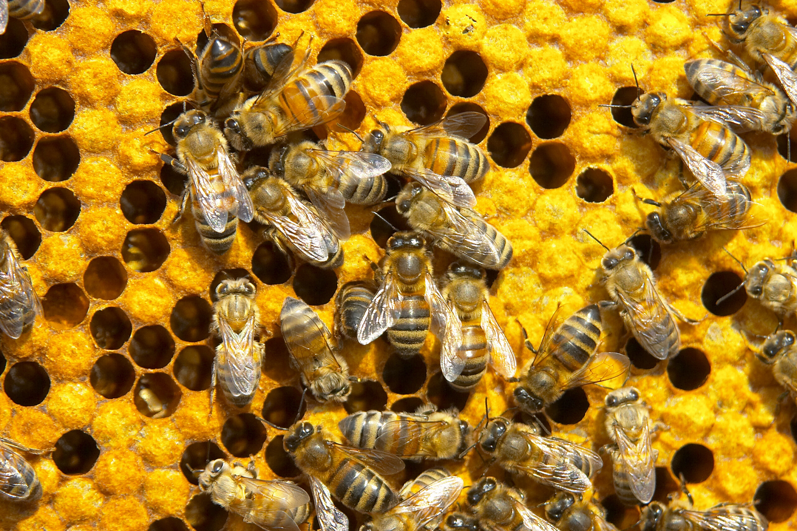 Chapter 2 – Honey Bees (Apis Mellifera)