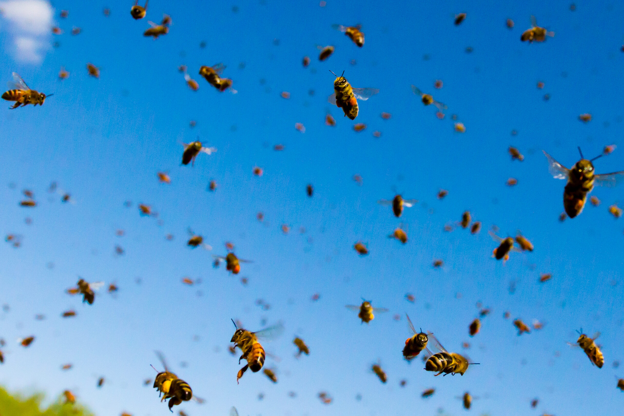 Chapter 6 – Swarms 