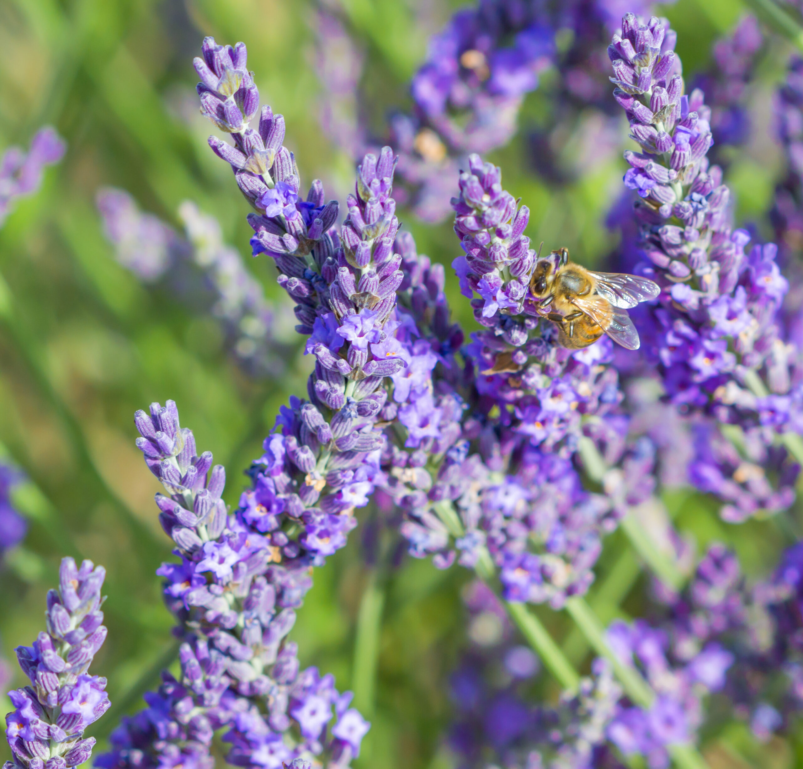 Chapter 7 – Honey Flow