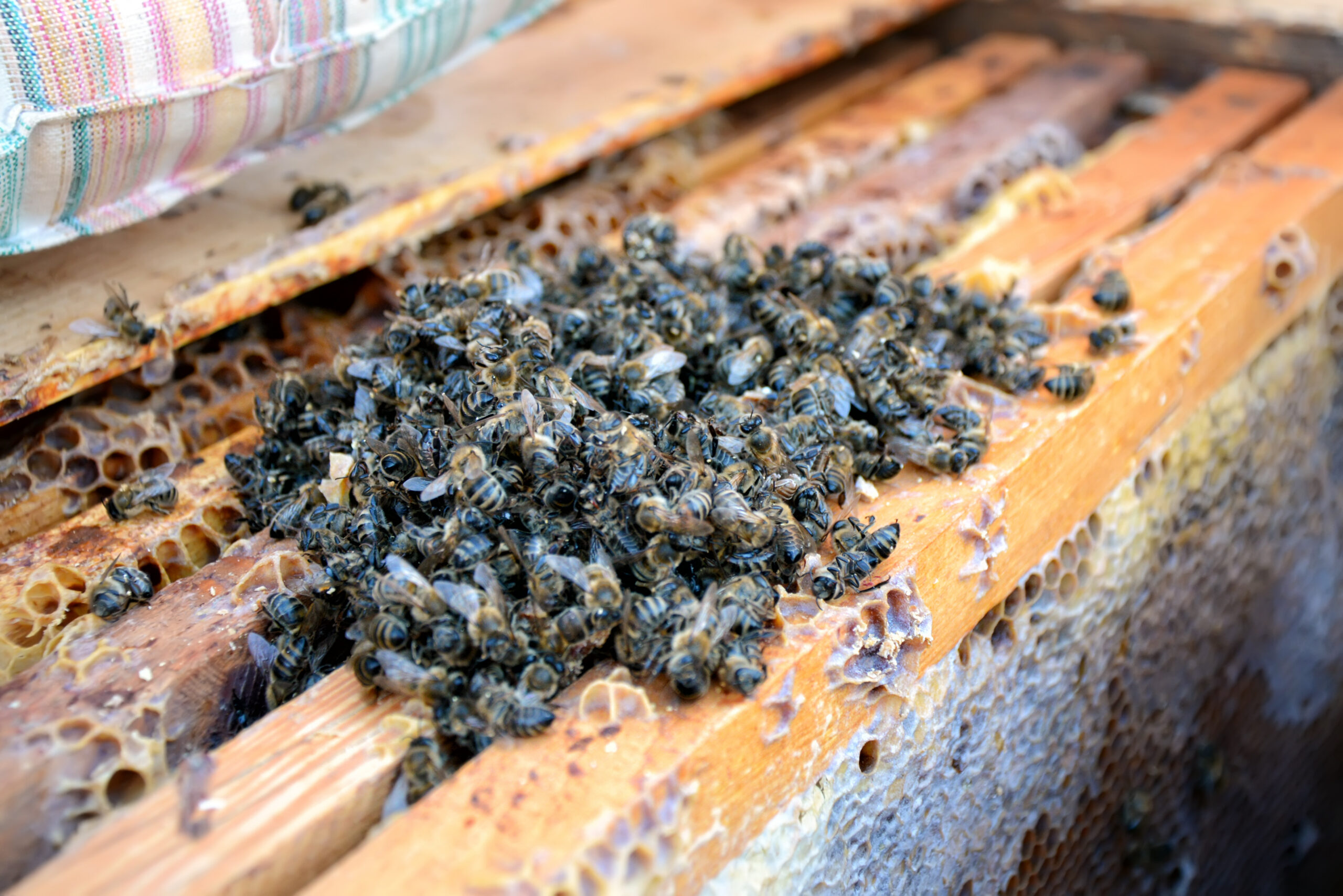 Chapter 10 – Pests and Diseases