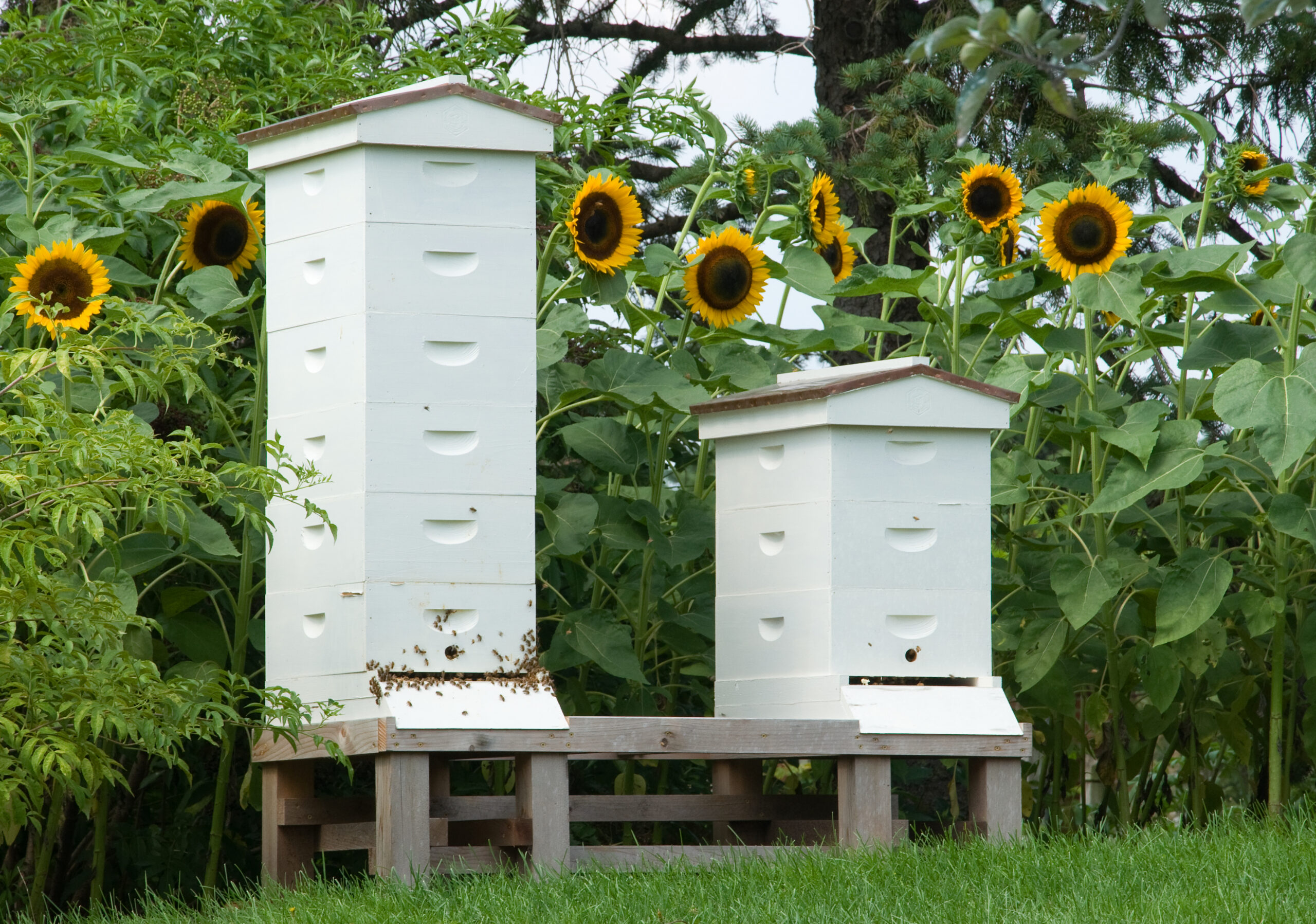 Chapter 1 – Bee Hives, Protective Clothing, Tools, and Site