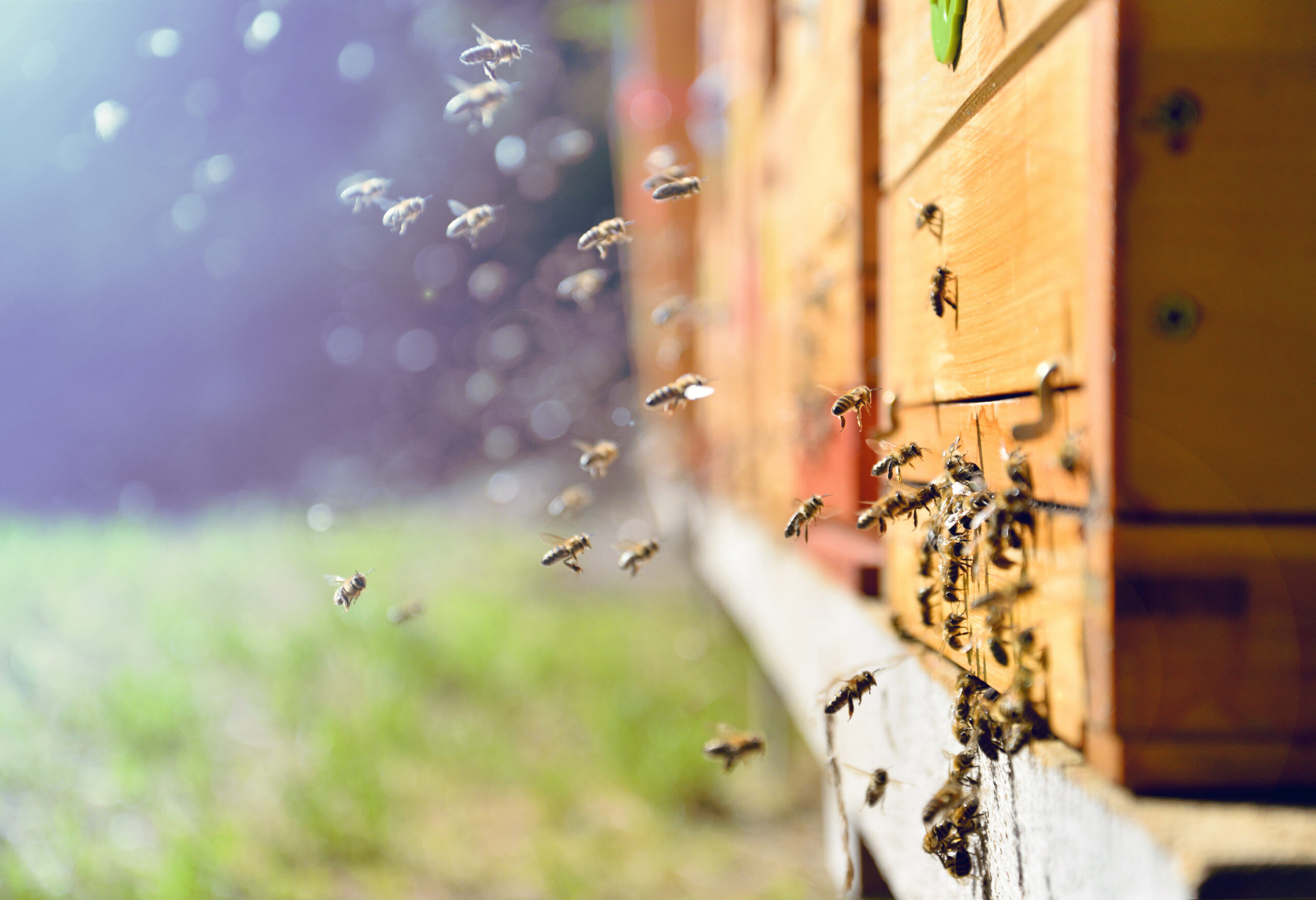 Chapter 5 – Monitor the Hive